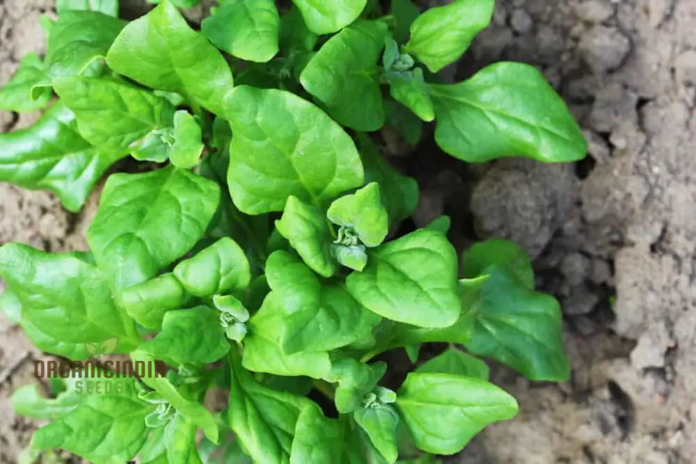 Spinach New Zealand Seeds For Your Gardening Needs