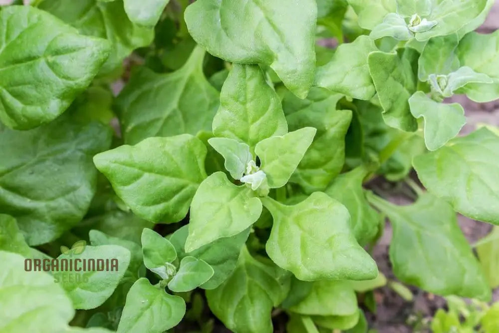 Spinach New Zealand Seeds For Your Gardening Needs