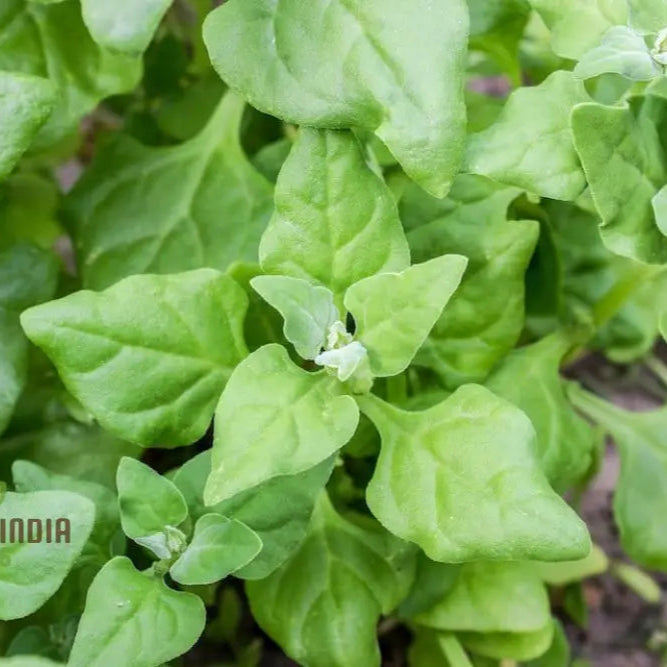 Spinach New Zealand Seeds For Your Gardening Needs