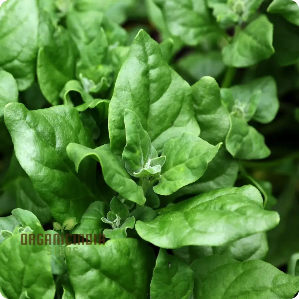 Spinach New Zealand Seeds For Your Gardening Needs