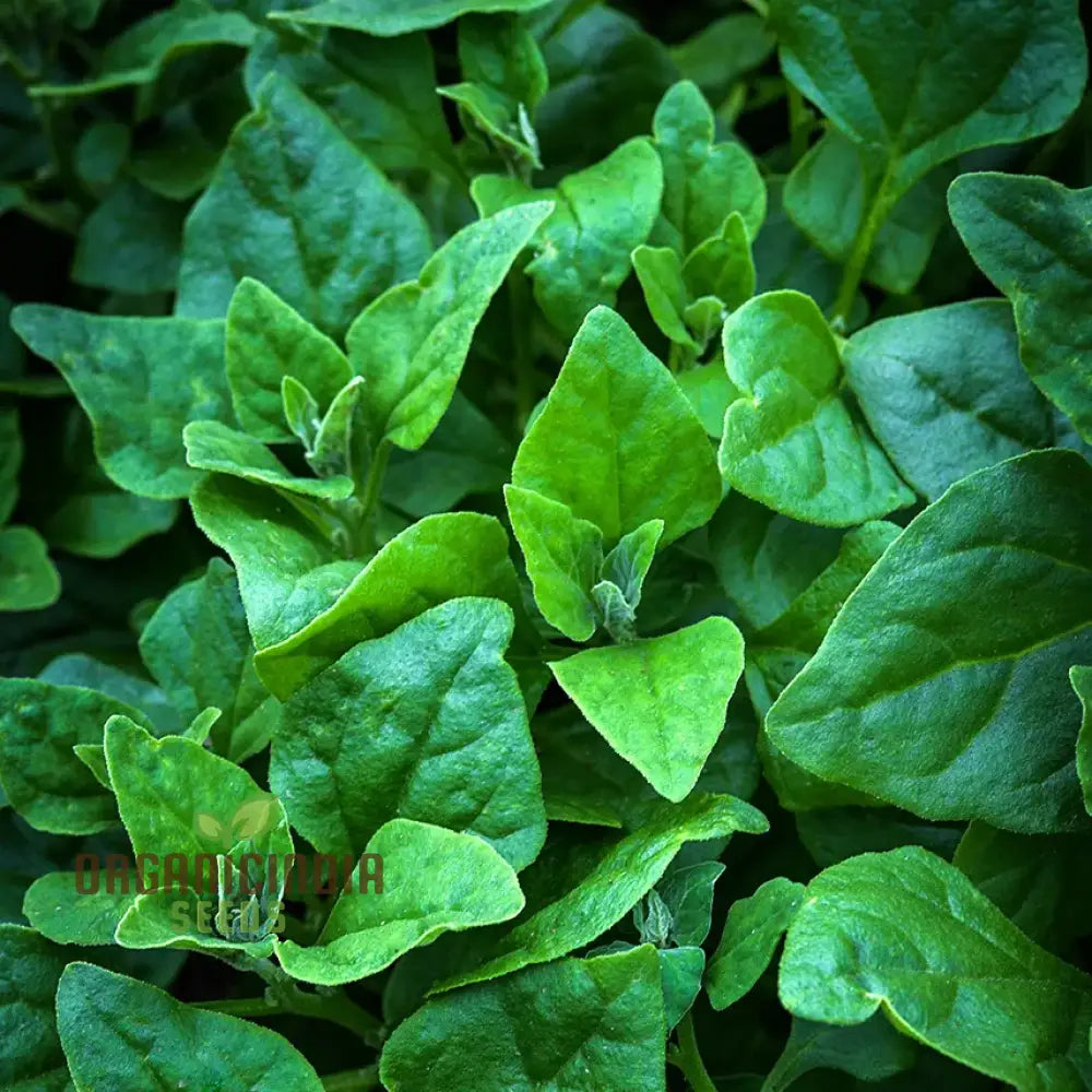 Spinach New Zealand Seeds For Your Gardening Needs