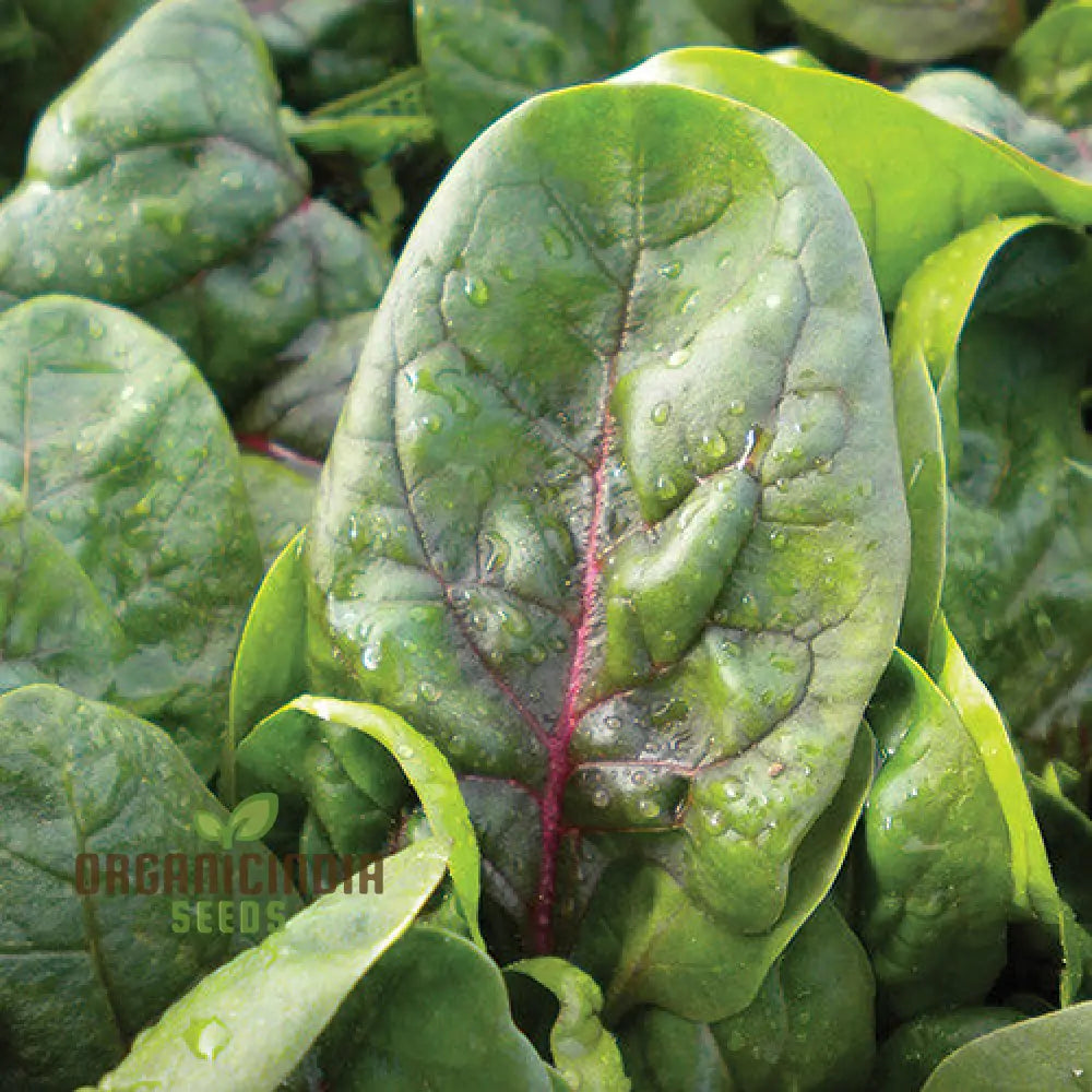 Spinach Red Veined Seeds For Your Garden | Buy Organic