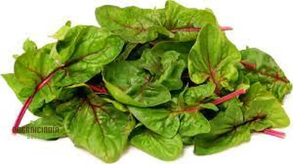 Spinach Red Veined Seeds For Your Garden | Buy Organic