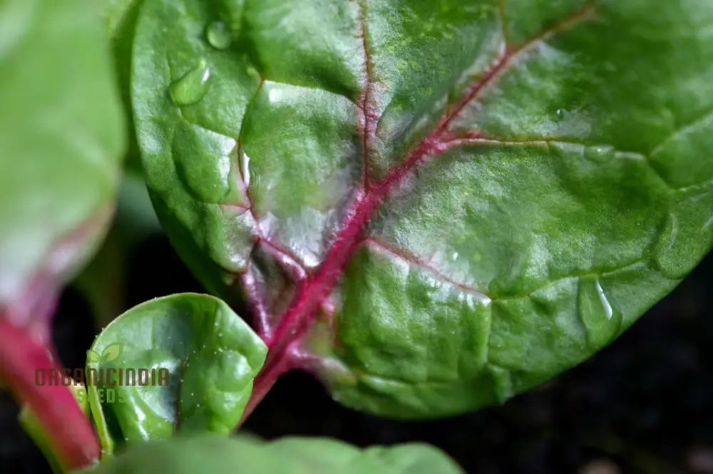 Spinach Red Veined Seeds For Your Garden | Buy Organic