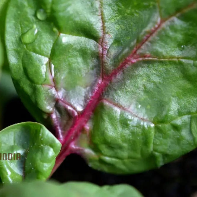 Spinach Red Veined Seeds For Your Garden | Buy Organic