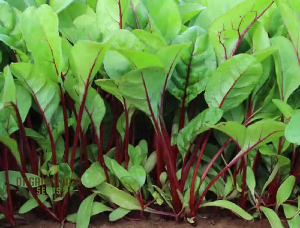 Spinach Red Veined Seeds For Your Garden | Buy Organic