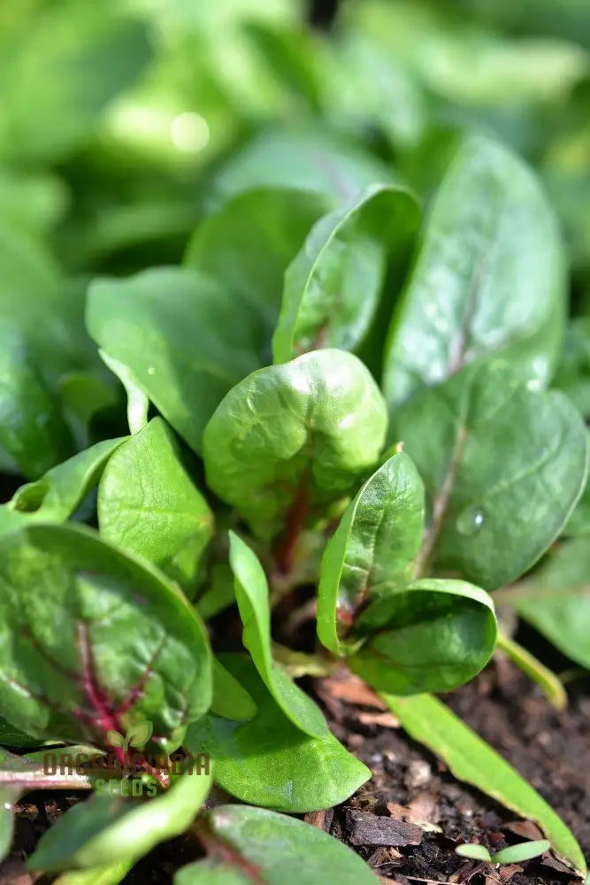 Spinach Red Veined Seeds For Your Garden | Buy Organic