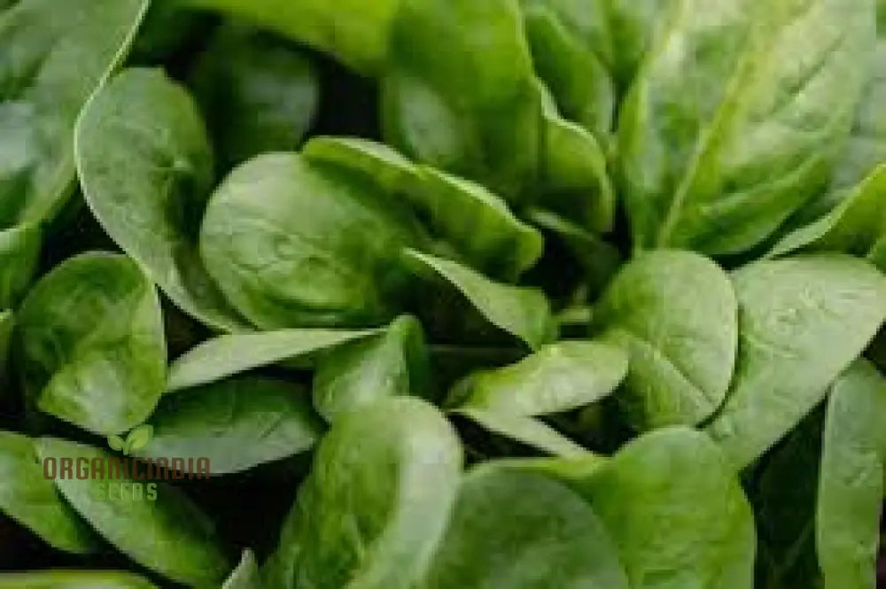 Spinach Seeds - Heirloom Mix For Planting & Gardening | Premium Quality