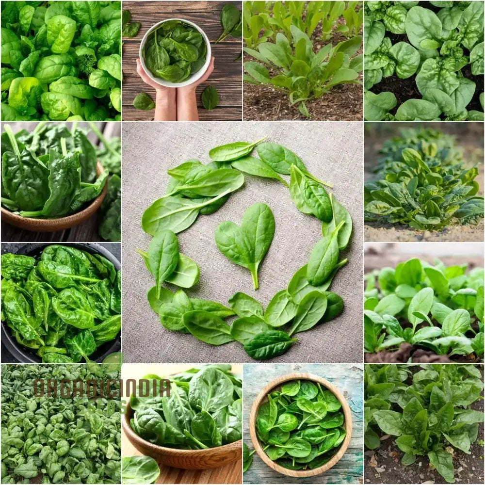 Spinach Seeds - Heirloom Mix For Planting & Gardening | Premium Quality