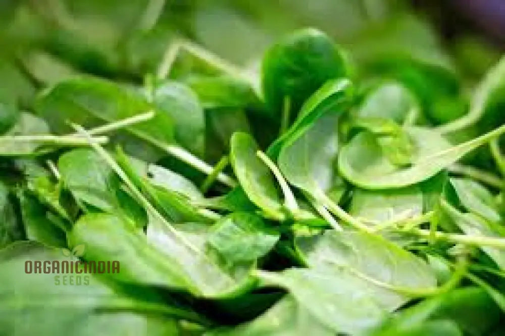 Spinach Seeds - Heirloom Mix For Planting & Gardening | Premium Quality