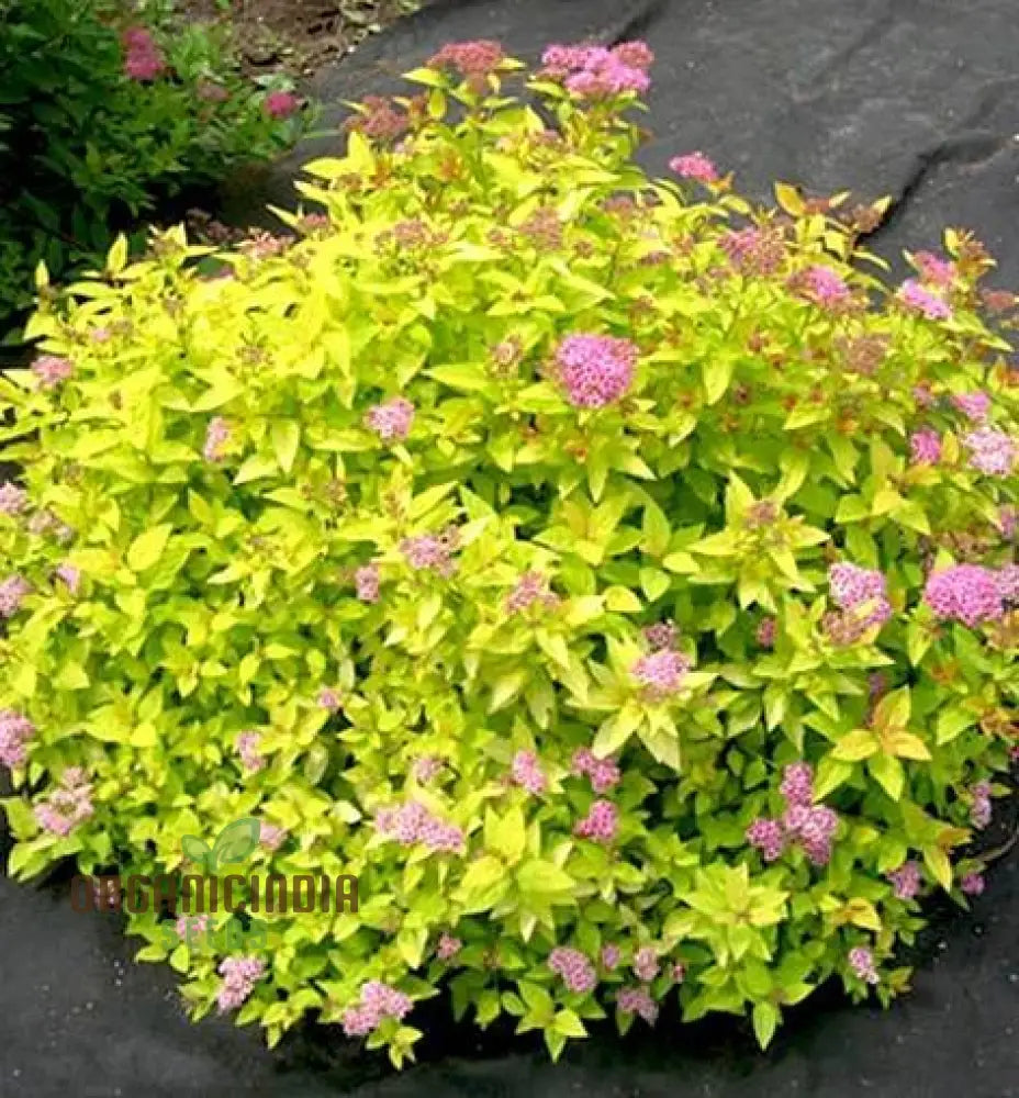 Spiraea ’Garnet ’N’ Gold’ Seeds – Elevate Your Gardening Experience With Beautiful Hardy