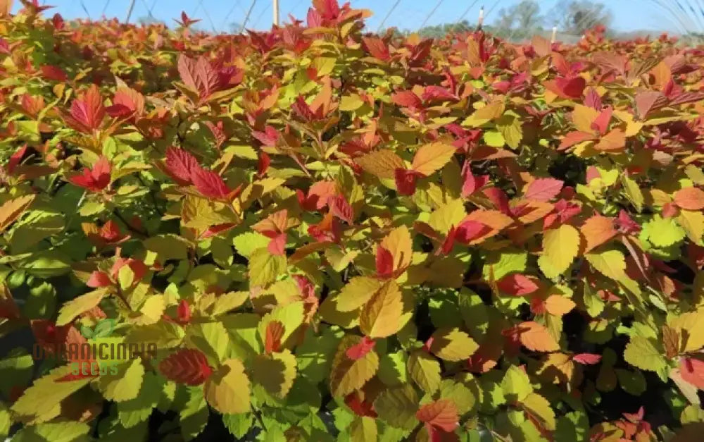 Spiraea ’Garnet ’N’ Gold’ Seeds – Elevate Your Gardening Experience With Beautiful Hardy