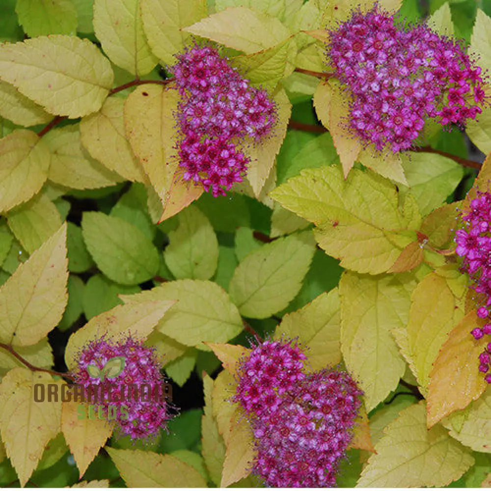 Spiraea â€™Garnet â€™Nâ€™ Goldâ€™ Seeds â€“ Elevate Your Gardening Experience With Beautiful Hardy