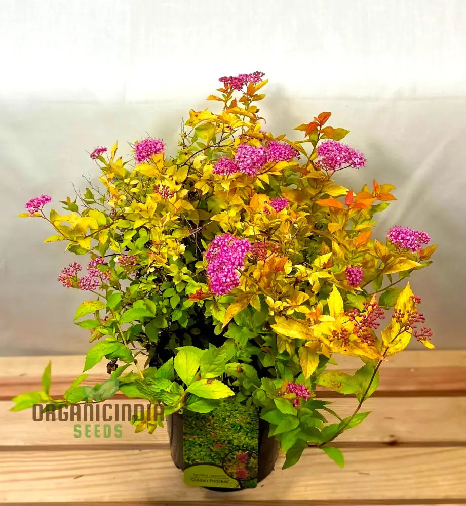 Spiraea ’Garnet ’N’ Gold’ Seeds – Elevate Your Gardening Experience With Beautiful Hardy