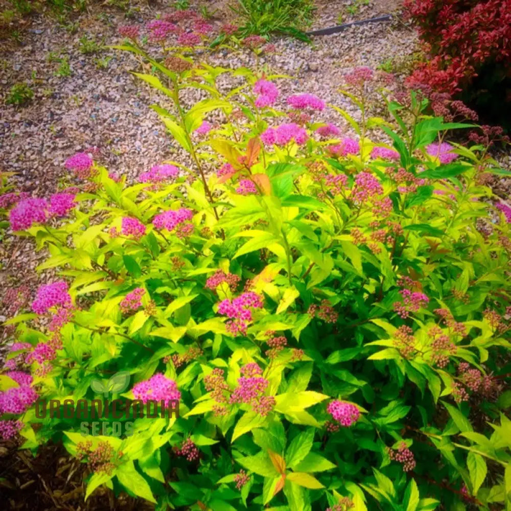 Spiraea ’Garnet ’N’ Gold’ Seeds – Elevate Your Gardening Experience With Beautiful Hardy