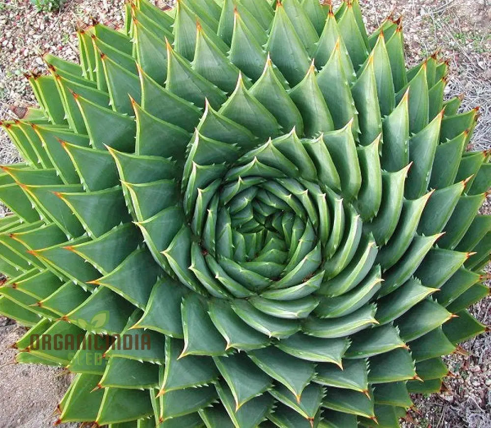 Spiral Aloe Seeds (Aloe Polyphylla Cactus) Ultimate Guide For Planting And Growing Your Own Unique