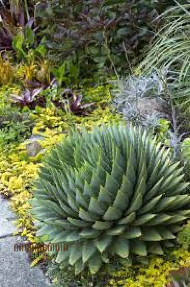 Spiral Aloe Seeds (Aloe Polyphylla Cactus) Ultimate Guide For Planting And Growing Your Own Unique