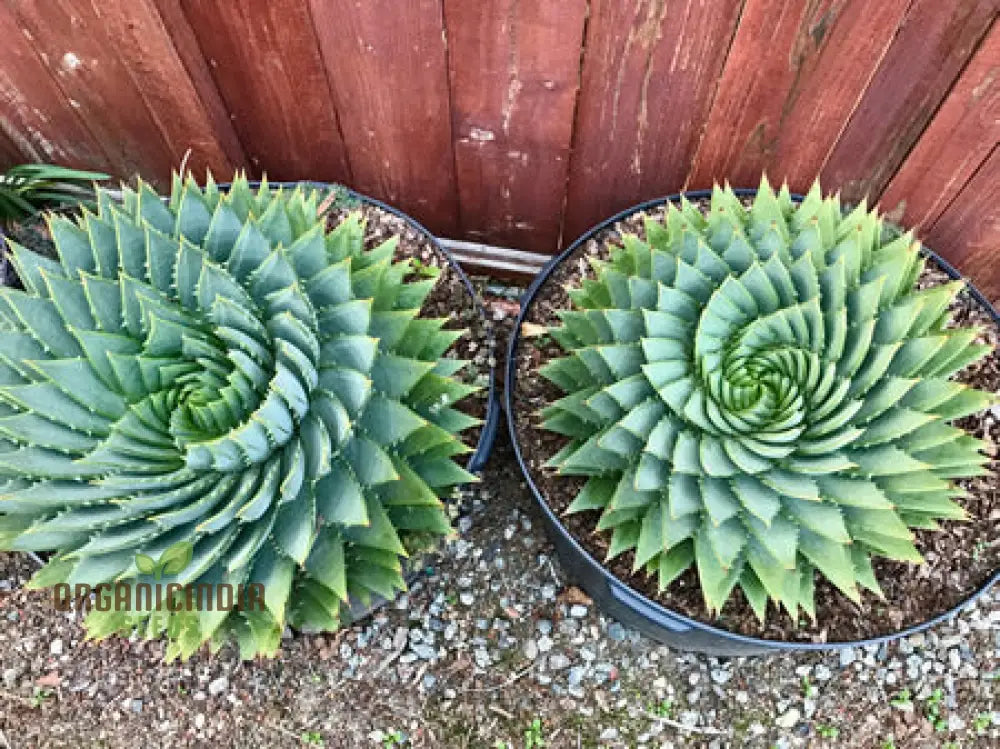 Spiral Aloe Seeds (Aloe Polyphylla Cactus) Ultimate Guide For Planting And Growing Your Own Unique