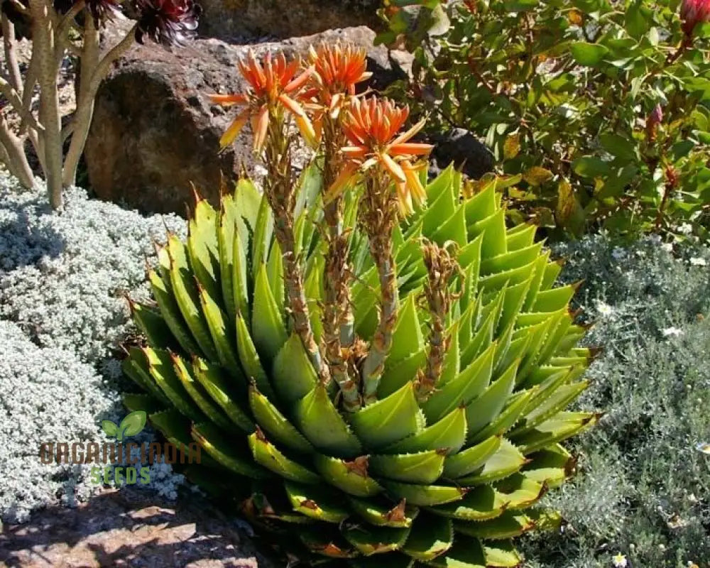 Spiral Aloe Seeds (Aloe Polyphylla Cactus) Ultimate Guide For Planting And Growing Your Own Unique