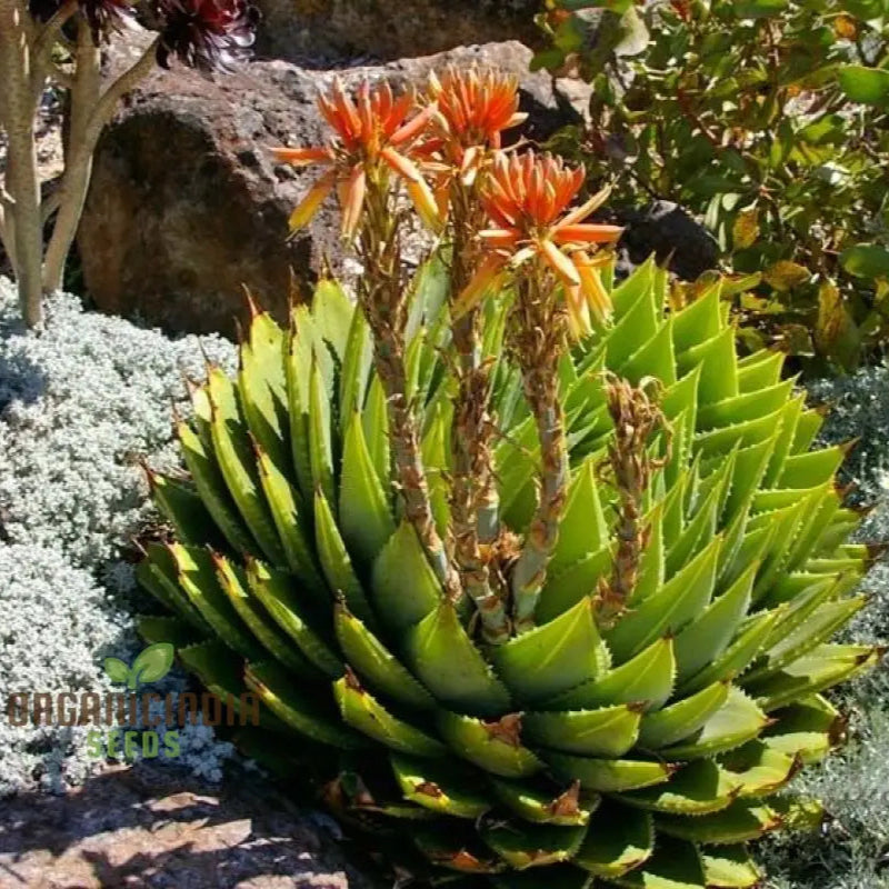 Spiral Aloe Seeds (Aloe Polyphylla Cactus) Ultimate Guide For Planting And Growing Your Own Unique