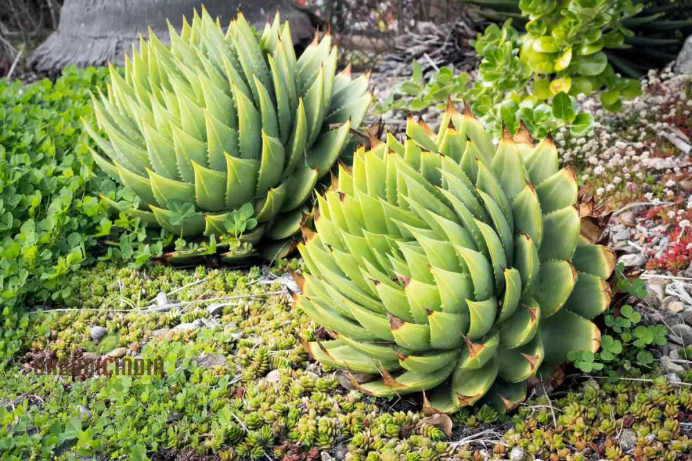 Spiral Aloe Seeds (Aloe Polyphylla Cactus) Ultimate Guide For Planting And Growing Your Own Unique