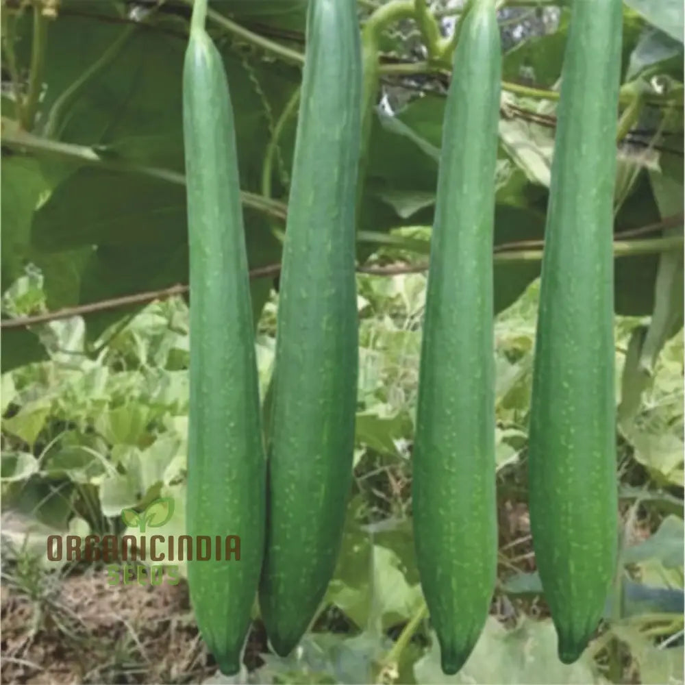 Sponge Gourd Dark Green Seeds - Grow Nutritious And Versatile Gourds In Your Garden