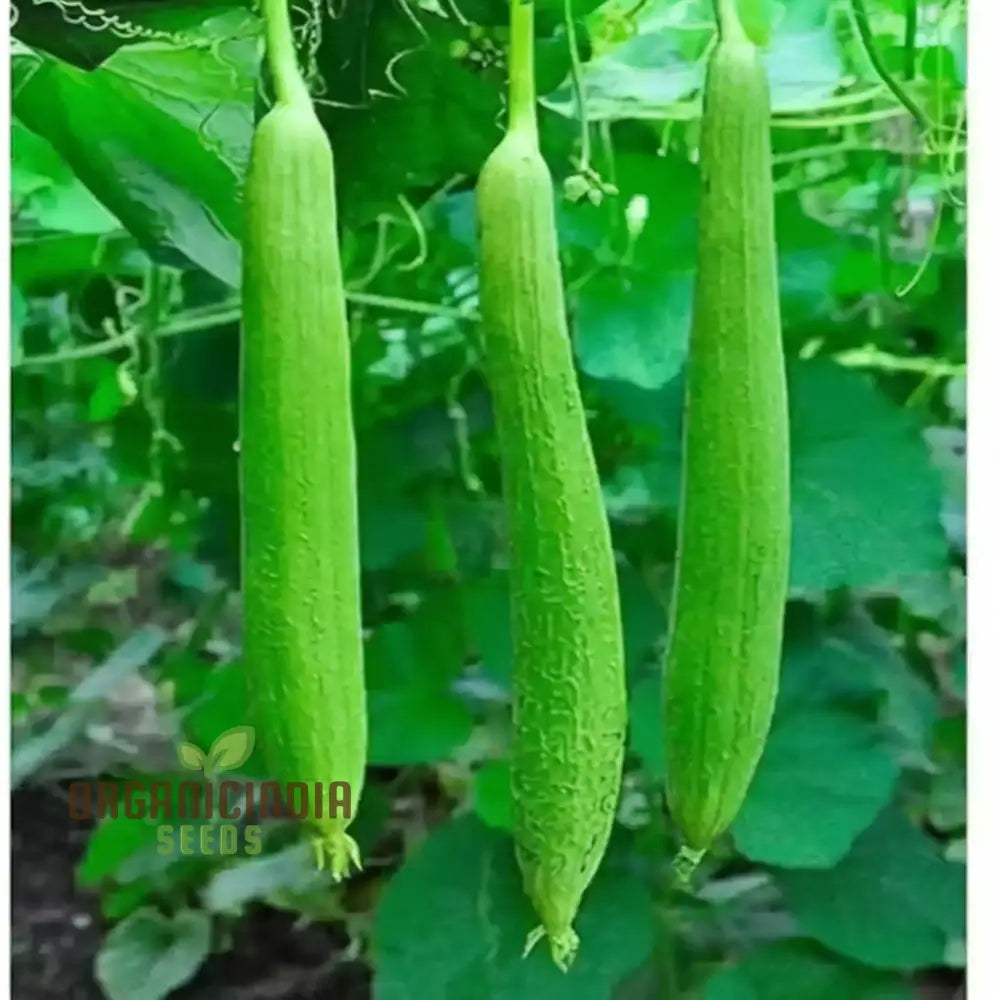 Sponge Gourd Dark Green Seeds - Grow Nutritious And Versatile Gourds In Your Garden