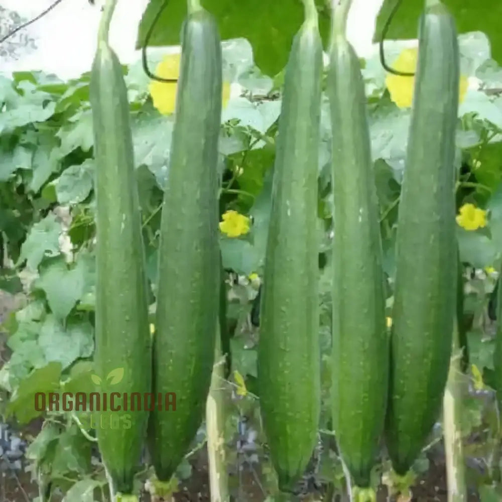 Sponge Gourd Dark Green Seeds - Grow Nutritious And Versatile Gourds In Your Garden