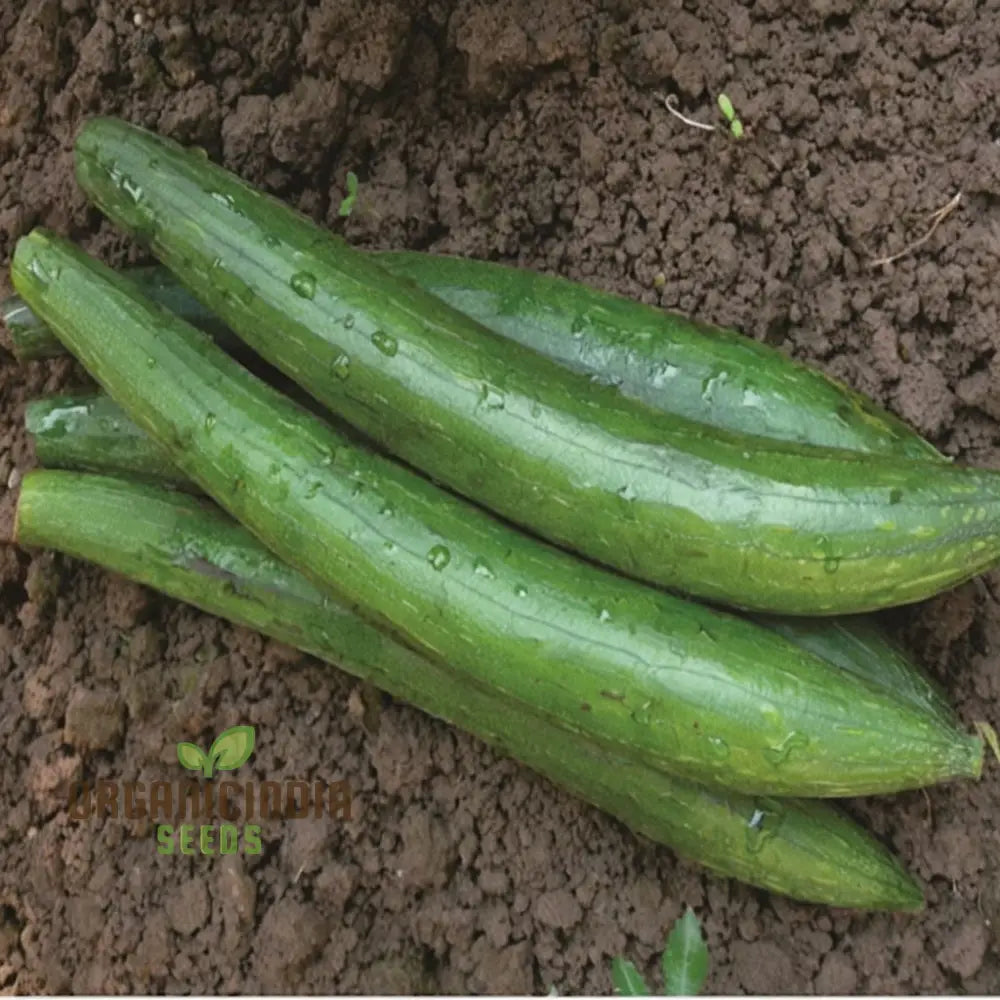 Sponge Gourd Dark Green Seeds - Grow Nutritious And Versatile Gourds In Your Garden