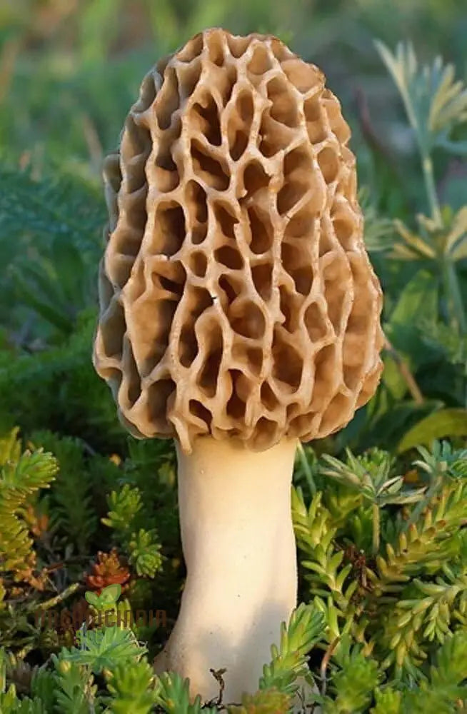 Spores Morel Mushrooms Mycelium Spawn Substrate Seeds Non Gmo For Planting (100Pcs)