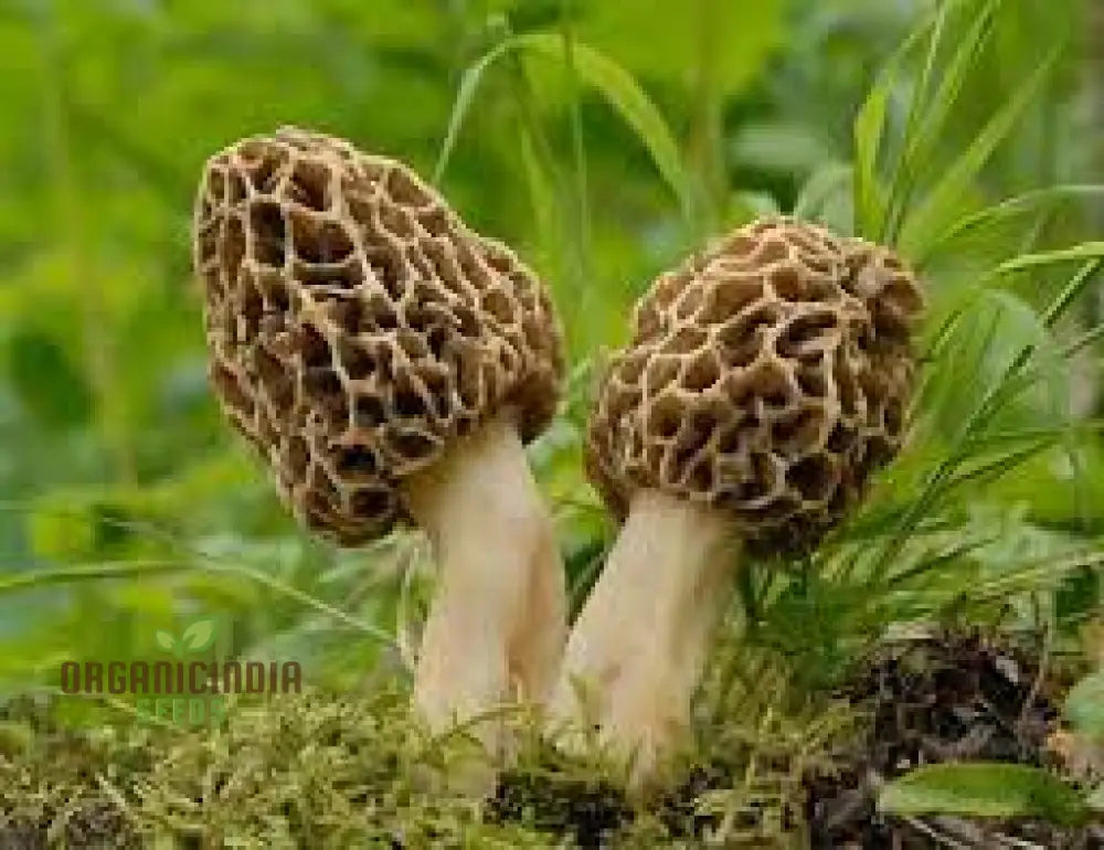 Spores Morel Mushrooms Mycelium Spawn Substrate Seeds Non Gmo For Planting (100Pcs)