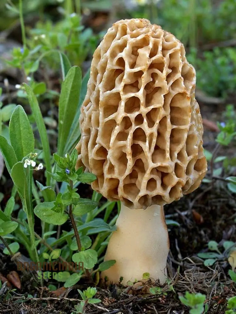 Spores Morel Mushrooms Mycelium Spawn Substrate Seeds Non Gmo For Planting (100Pcs)