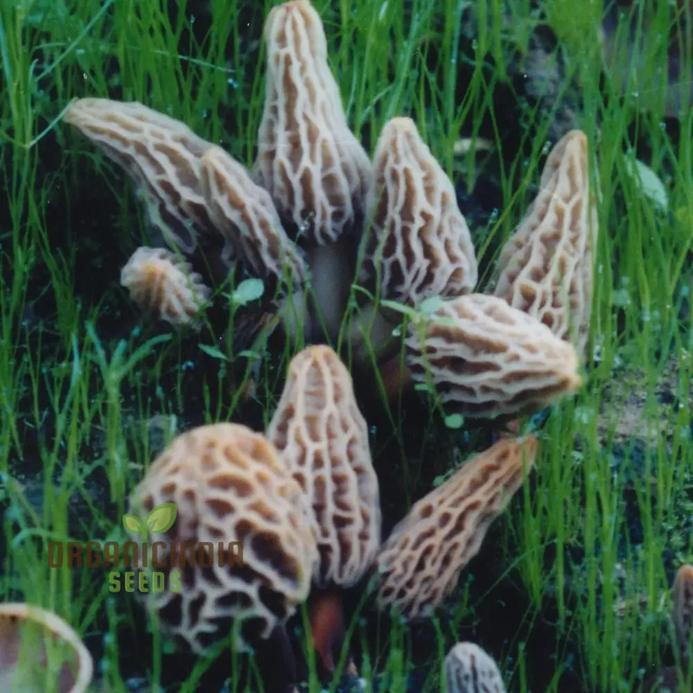 Spores Morel Mushrooms Mycelium Spawn Substrate Seeds Non Gmo For Planting (100Pcs)