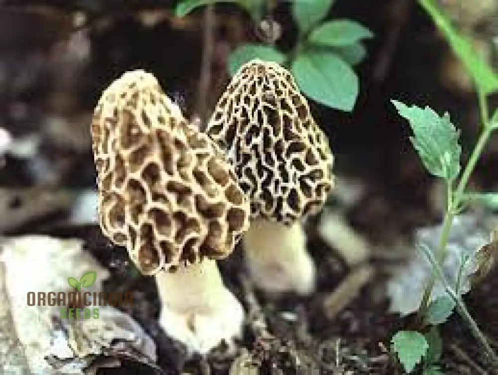 Spores Morel Mushrooms Mycelium Spawn Substrate Seeds Non Gmo For Planting (100Pcs)