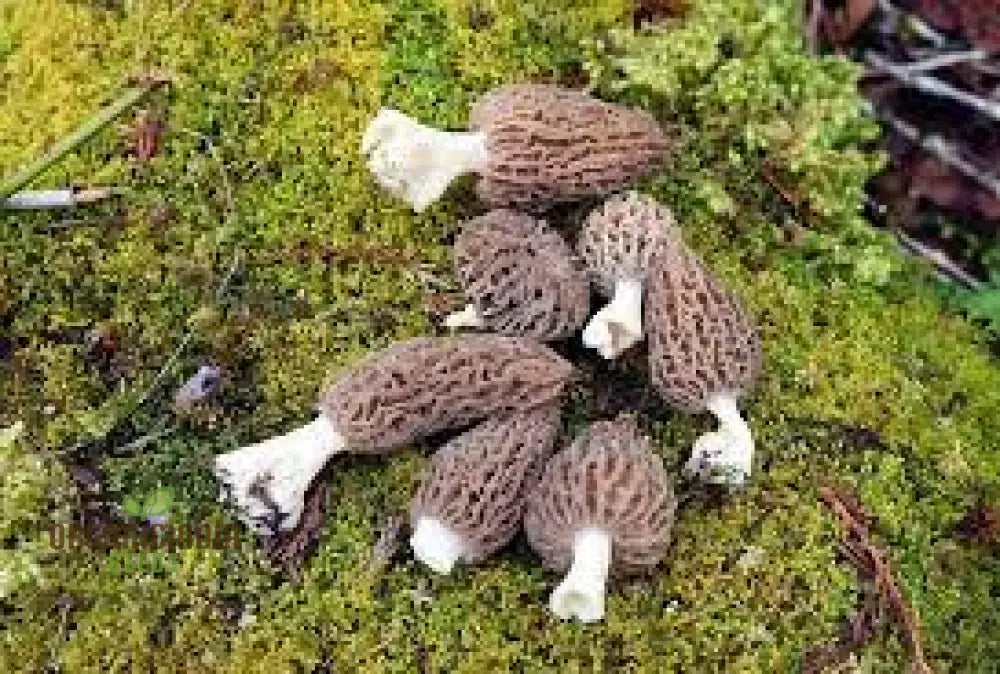 Spores Morel Mushrooms Mycelium Spawn Substrate Seeds Non Gmo For Planting (100Pcs)