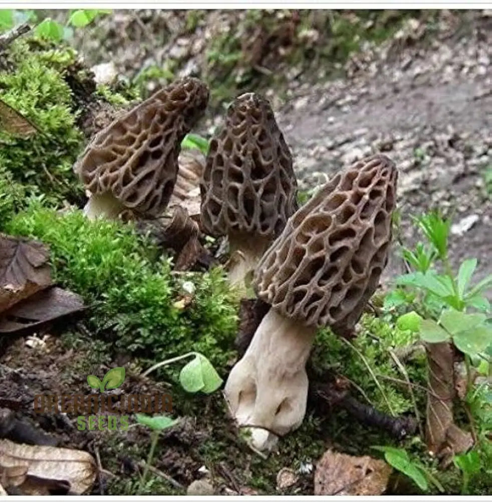 Spores Morel Mushrooms Mycelium Spawn Substrate Seeds Non Gmo For Planting (100Pcs)