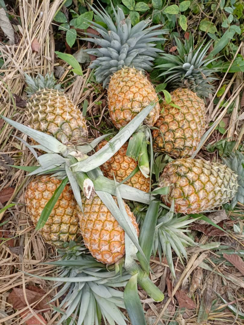 Smooth Cayenne Pineapple Seeds for Planting – Grow Sweet & Juicy Tropical Pineapple