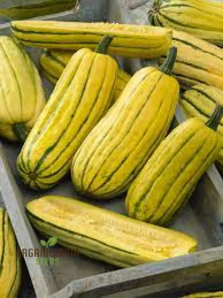 Squash - Delicata Seeds For Planting And Gardening | Premium Quality