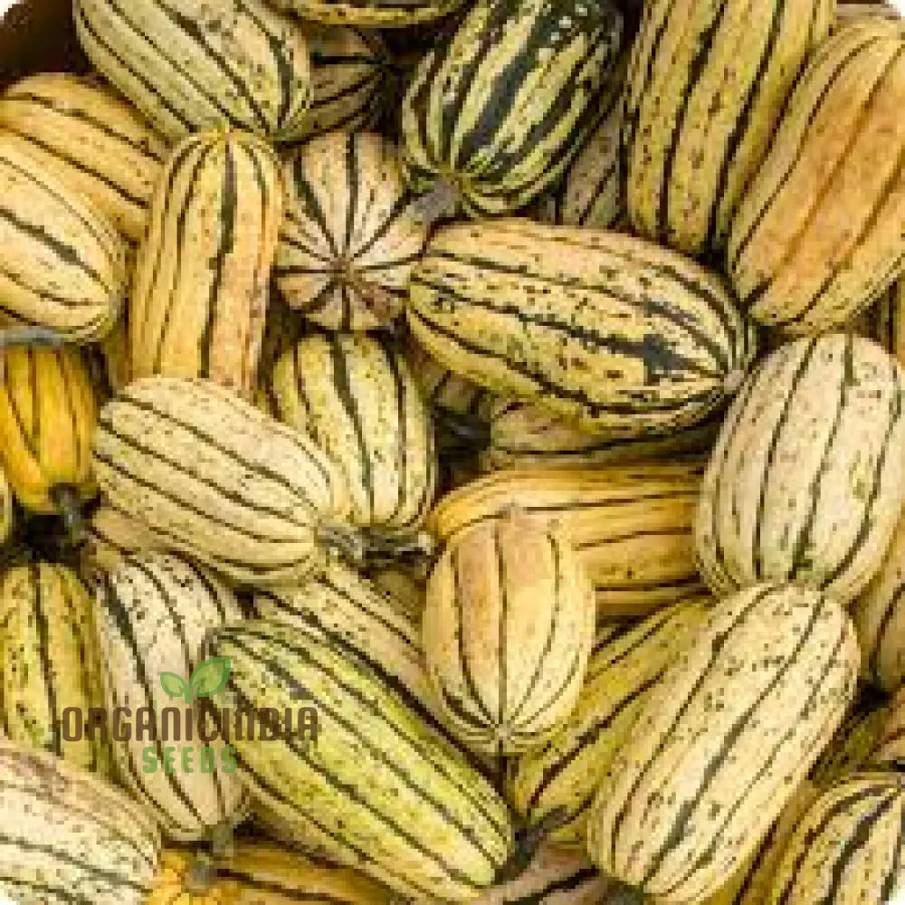 Squash - Delicata Seeds For Planting And Gardening | Premium Quality