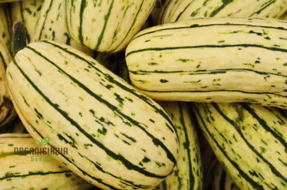 Squash - Delicata Seeds For Planting And Gardening | Premium Quality