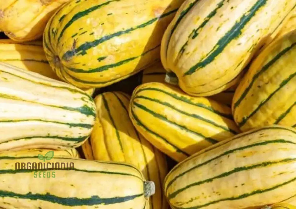 Squash - Delicata Seeds For Planting And Gardening | Premium Quality