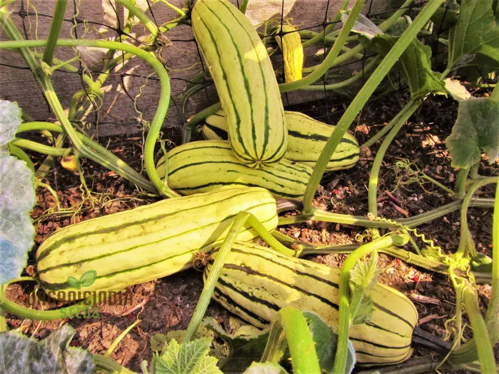 Squash - Delicata Seeds For Planting And Gardening | Premium Quality