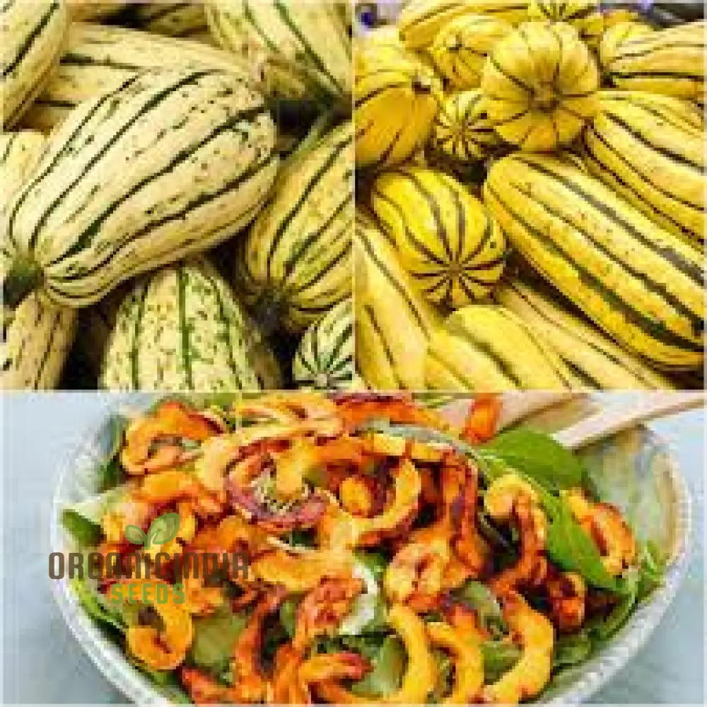 Squash - Delicata Seeds For Planting And Gardening | Premium Quality