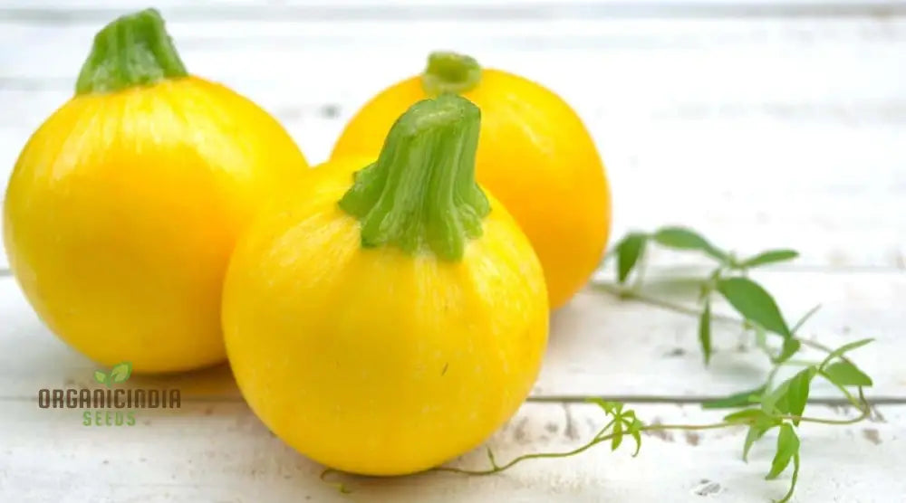 Squash Globe Round Yellow Vegetable Seeds For Planting Grow Delicious