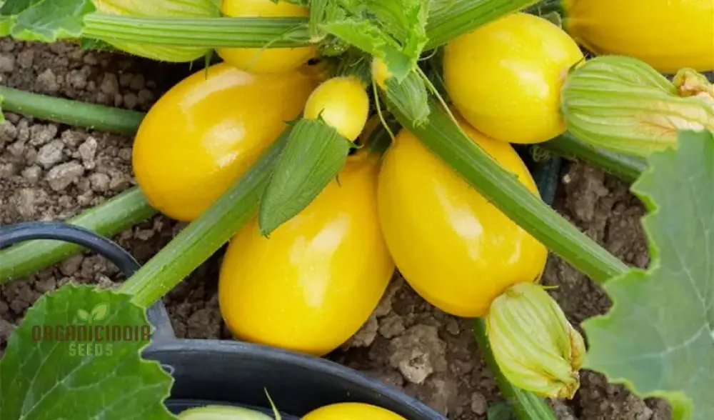 Squash Globe Round Yellow Vegetable Seeds For Planting Grow Delicious