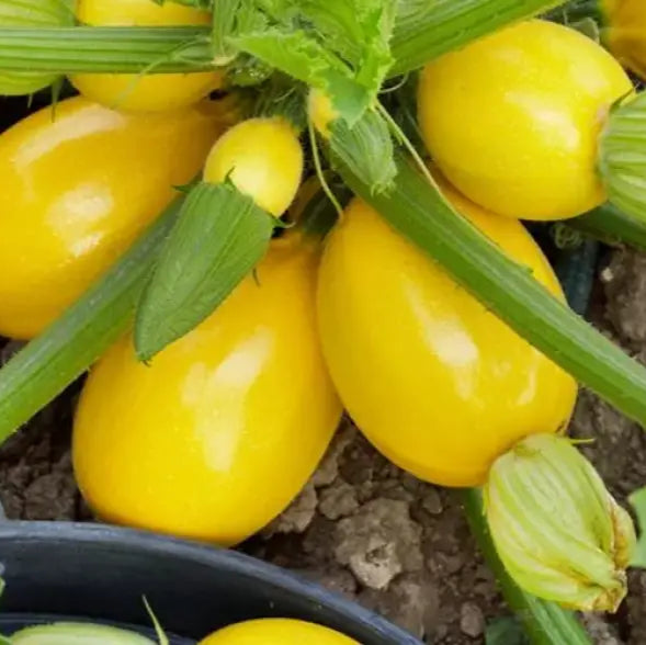 Squash Globe Round Yellow Vegetable Seeds For Planting Grow Delicious