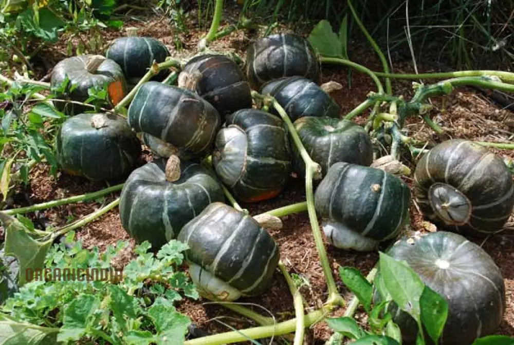 Squash Honey Bear Vegetable Seeds For Planting: Premium For Bountiful Harvests And Vibrant Blooms