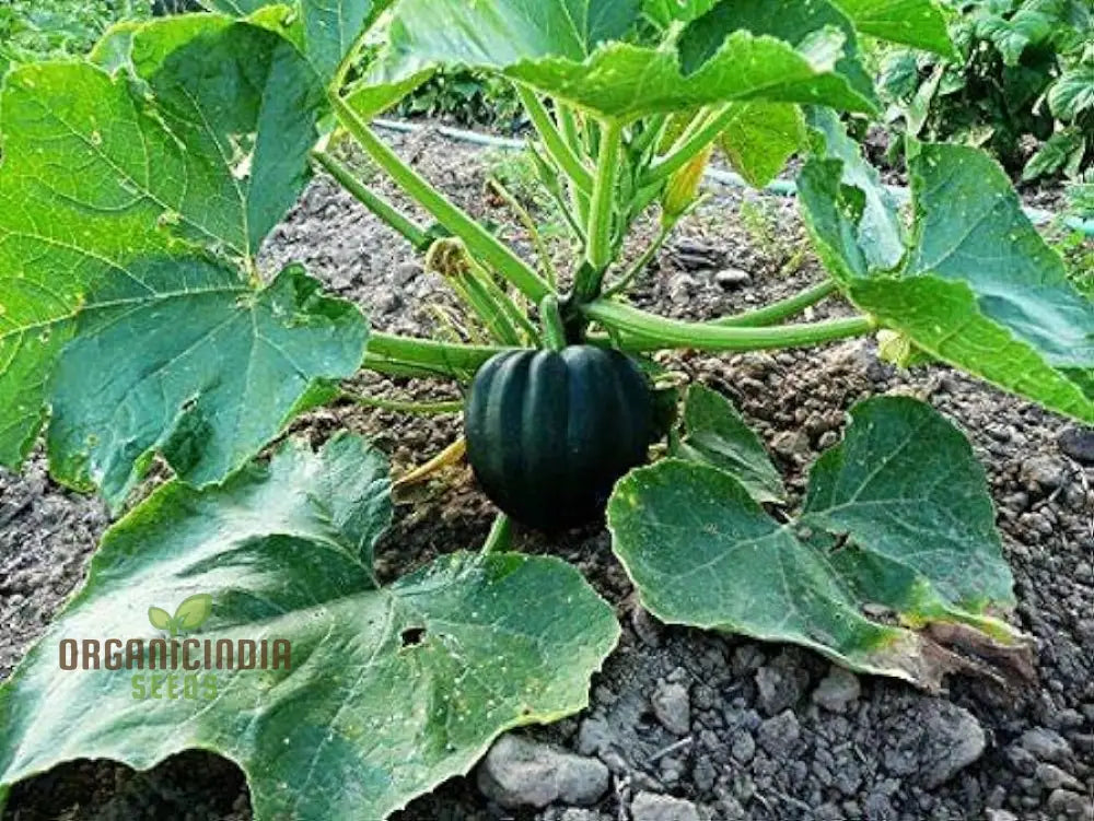 Squash Honey Bear Vegetable Seeds For Planting: Premium For Bountiful Harvests And Vibrant Blooms