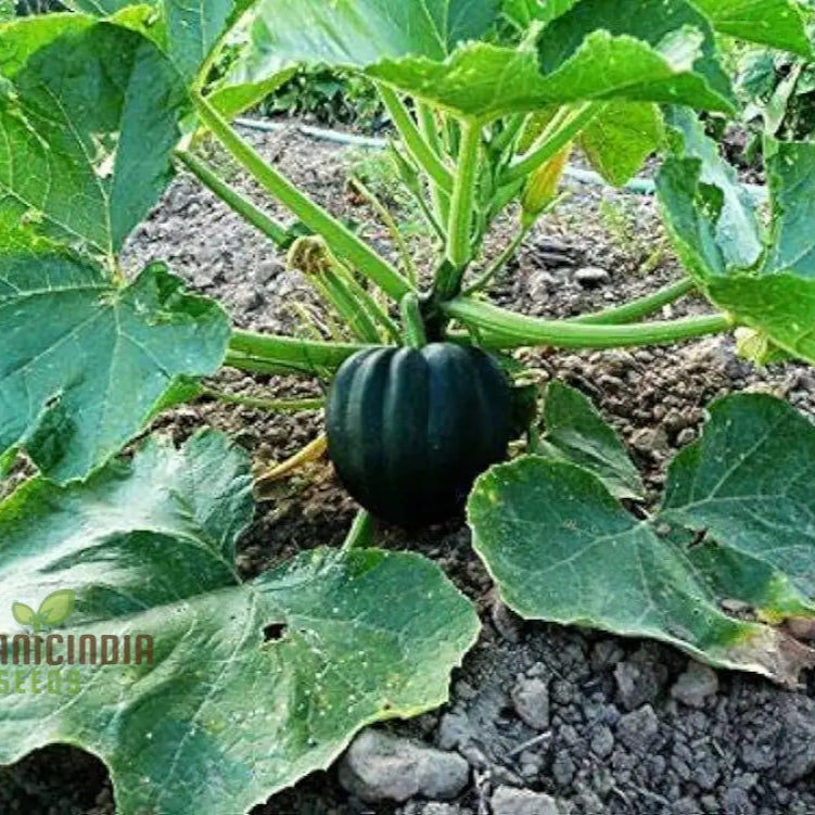 Squash Honey Bear Vegetable Seeds For Planting: Premium For Bountiful Harvests And Vibrant Blooms