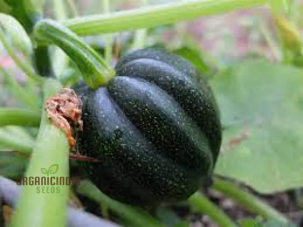 Squash Honey Bear Vegetable Seeds For Planting: Premium For Bountiful Harvests And Vibrant Blooms